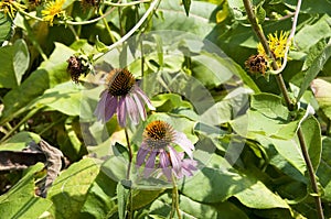 Blossom in the Sigurta Gardens near Lake Gards photo